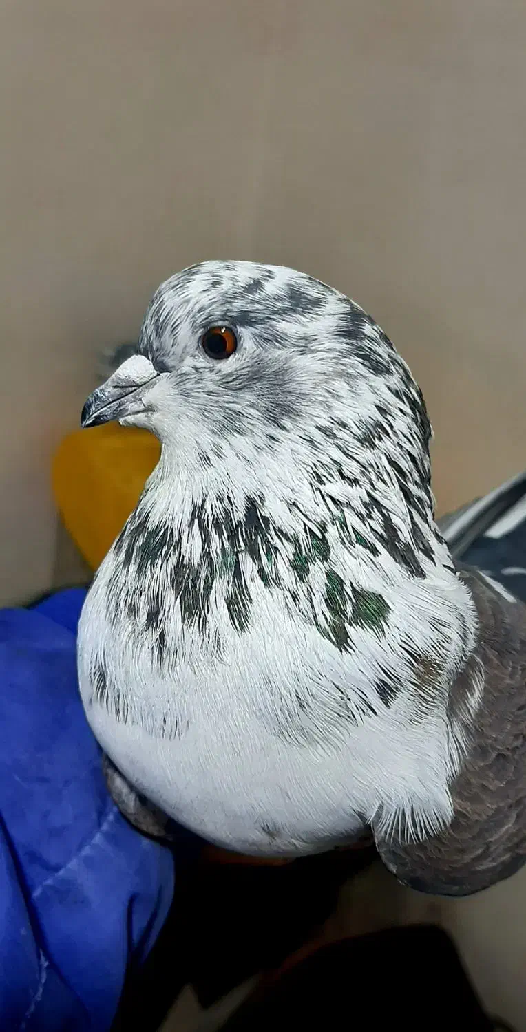 کفتر پرشی ،قاره، زاغ، سوسکی|پرنده|دماوند, گیلاوند|دیوار