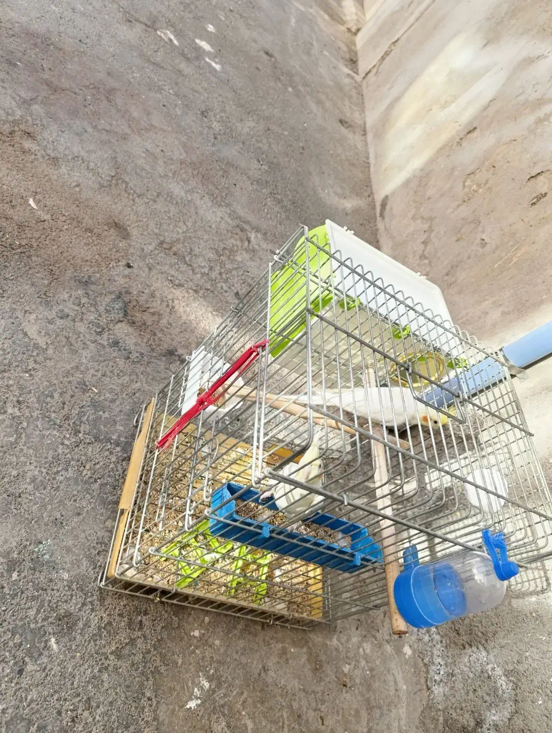 یک جفت عروس هلندی لوتینو|پرنده|محمدشهر, کوی بهار|دیوار