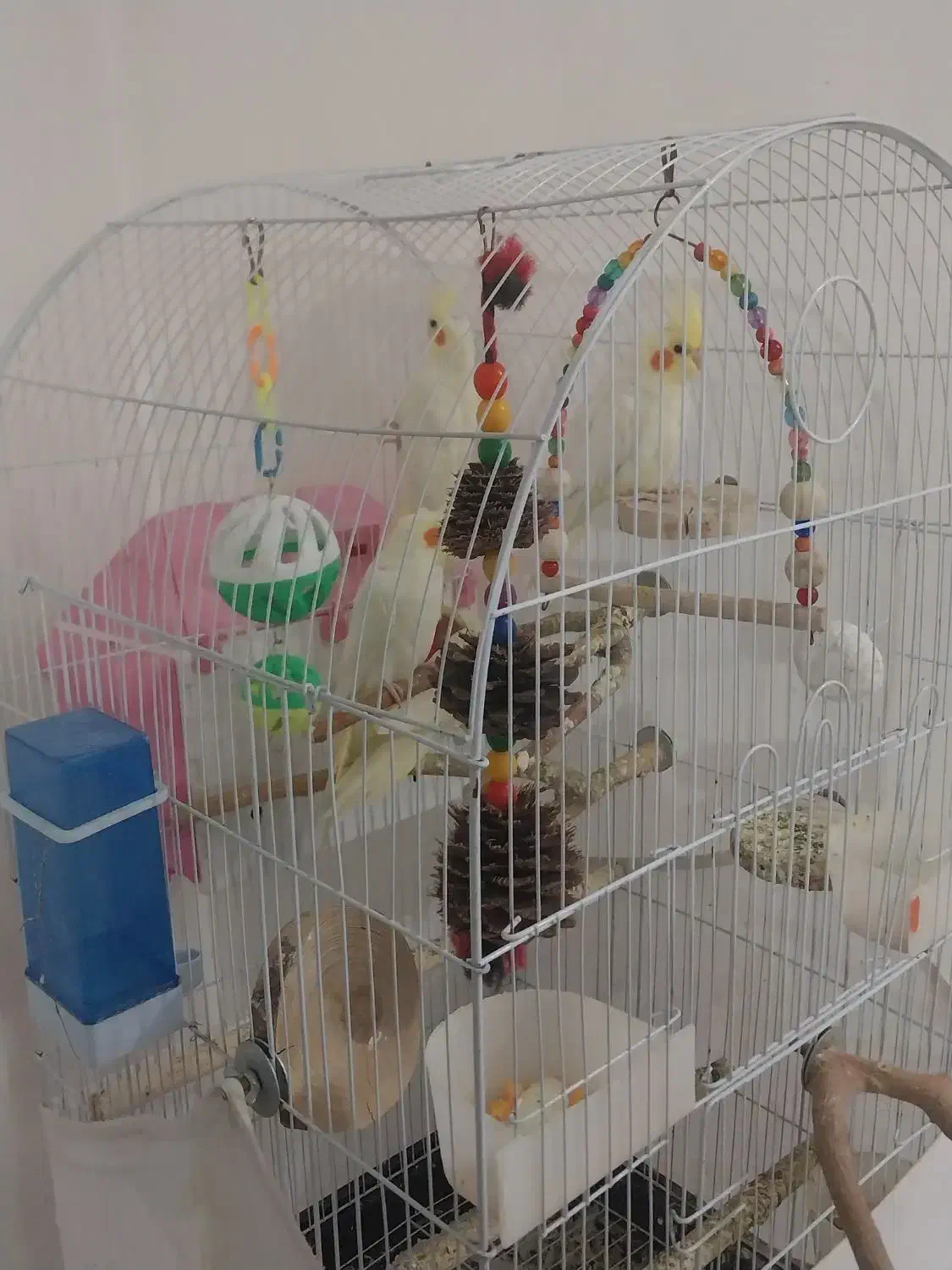 پرنده عروس هلندی|پرنده|فردیس, نسترن غربی|دیوار