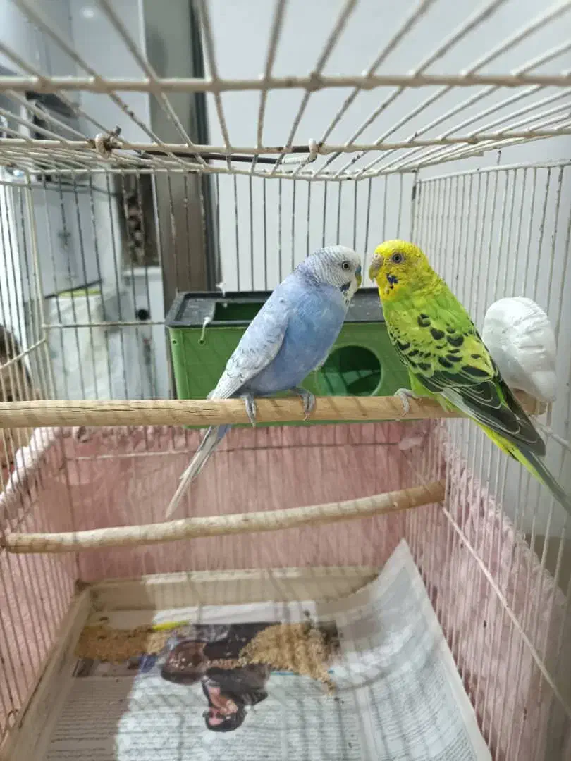 مرغ عشق|پرنده|رشت, دیانتی|دیوار