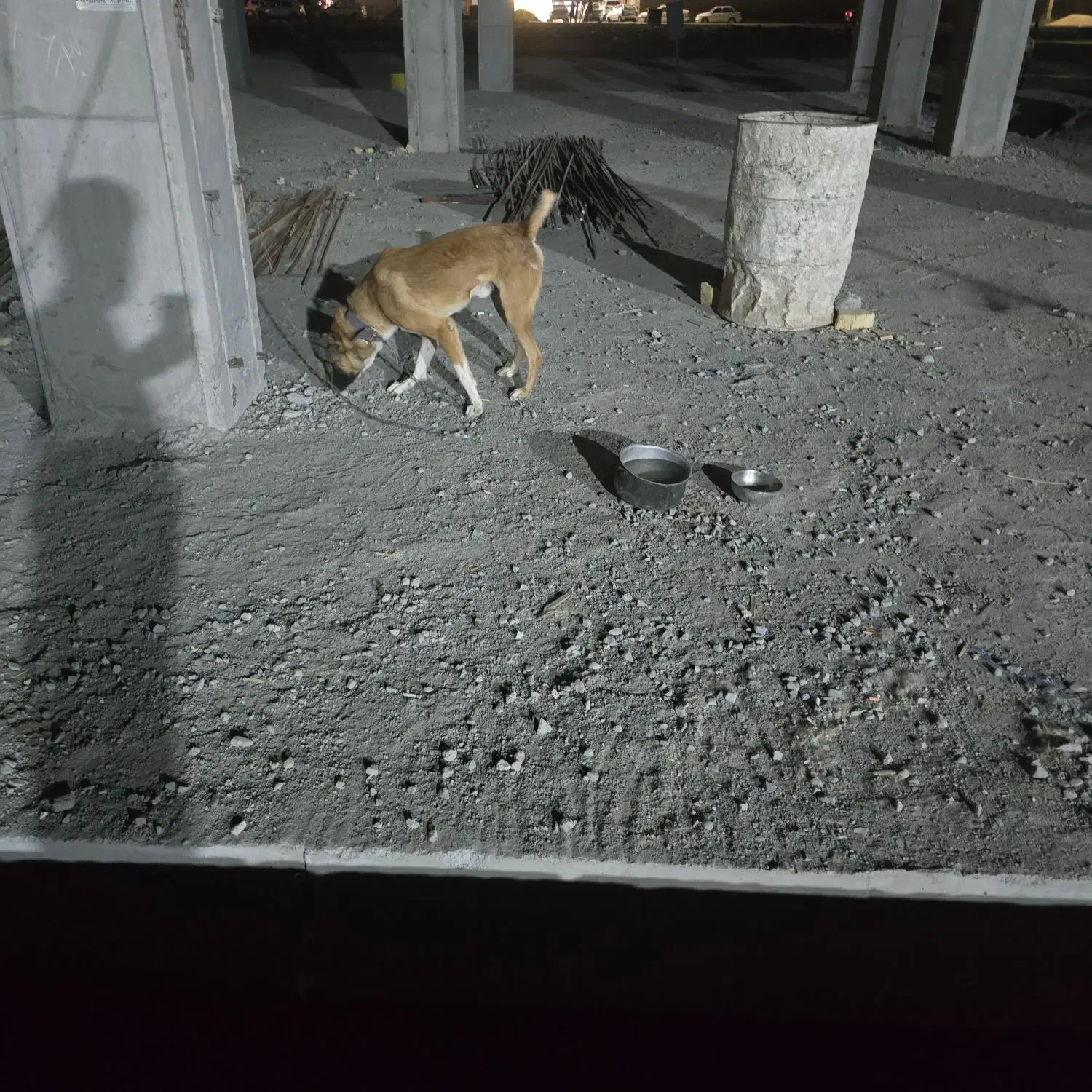 سگ نگهبانی|سگ|بهارستان, |دیوار