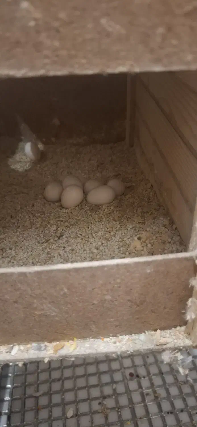 جفت عروس هلندی مولد کلکسیونی با 8تا تخم و لوازم|پرنده|تهران, پردیسان|دیوار