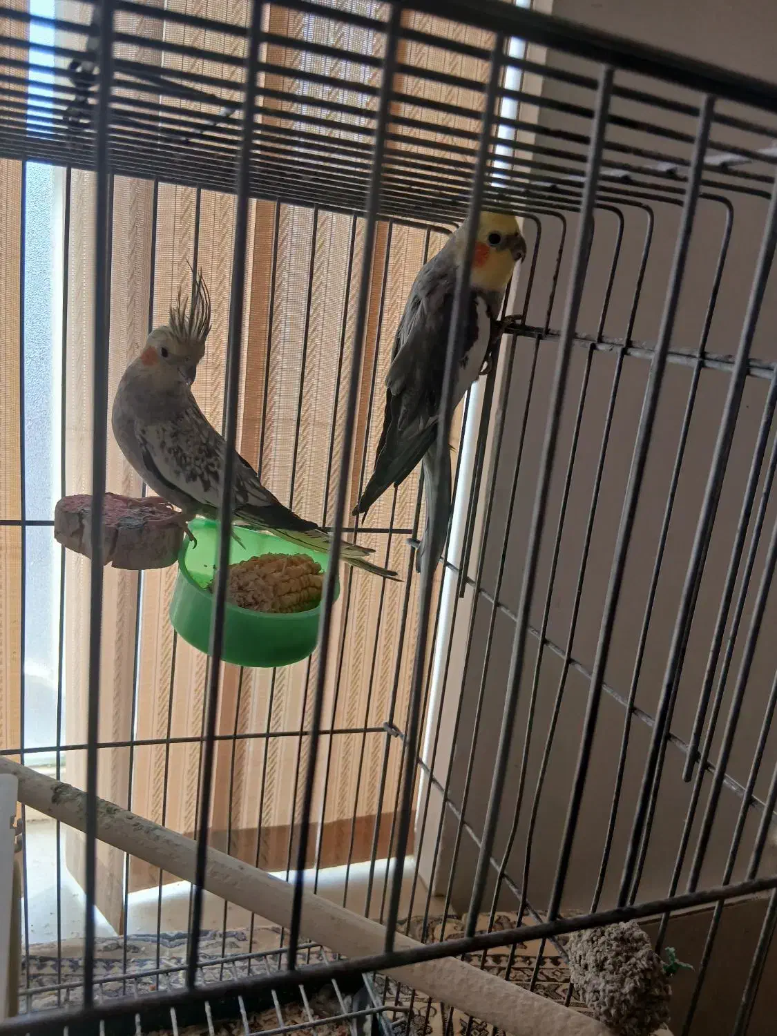 جفت نرو ماده ی عروس هلندی با ۵ تا تخم|پرنده|داراب, |دیوار