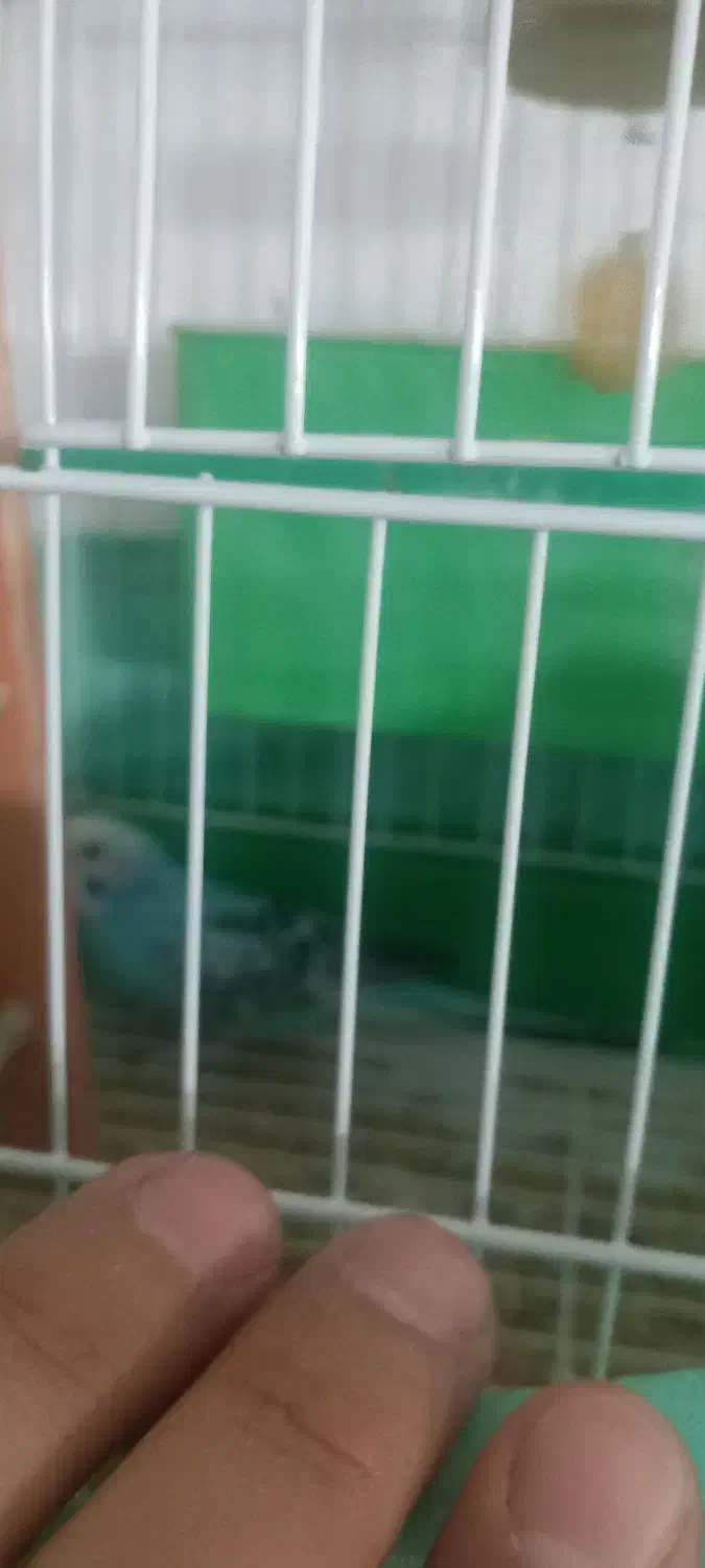 مرغ عشق|پرنده|اردبیل, |دیوار