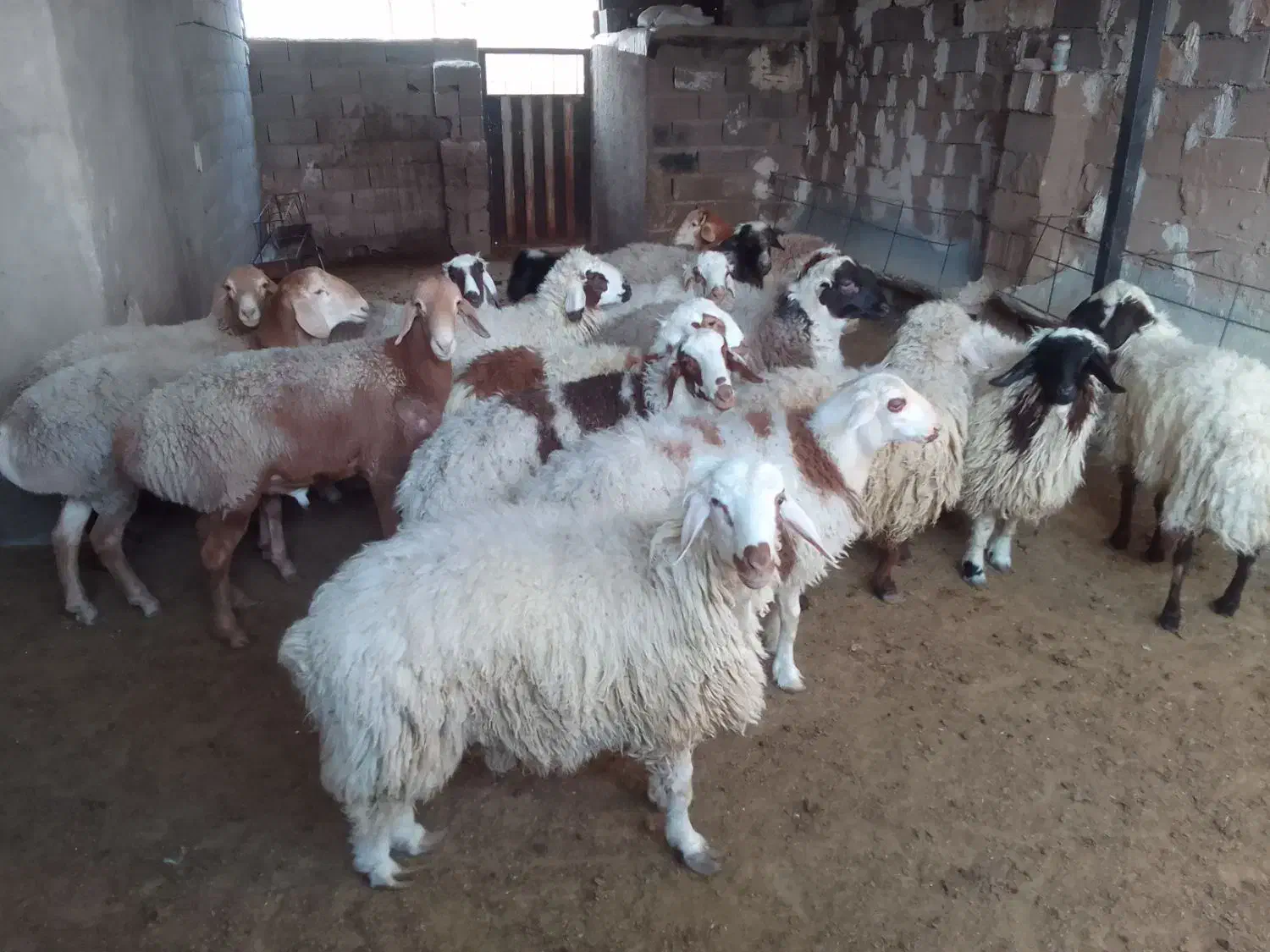سلام بره سفید چاق|حیوانات مزرعه|سنگان, |دیوار