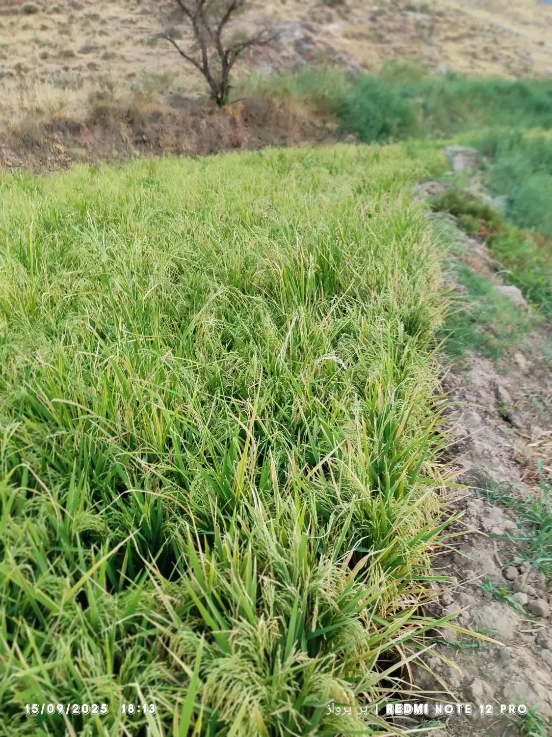 زمین آبی برنج کاری بااب رایگان سندشش دانگ|فروش دفتر صنعتی، کشاورزی، تجاری|سیروان, |دیوار