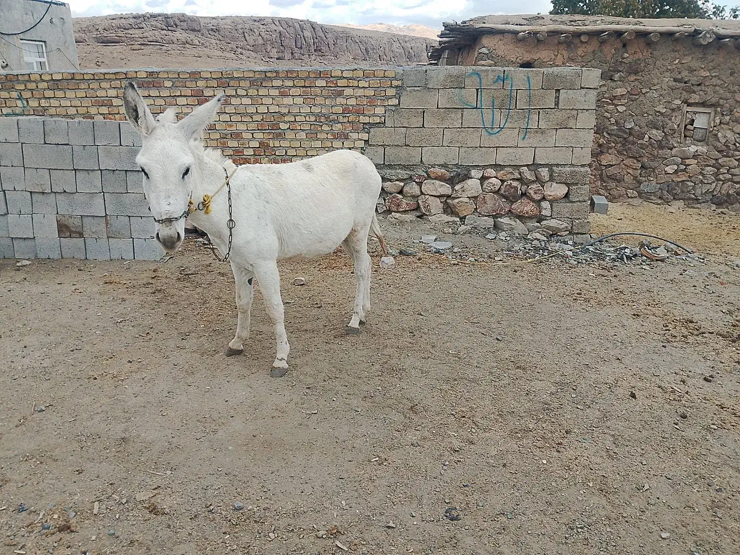 خر نعر|حیوانات مزرعه|بیلوار, |دیوار
