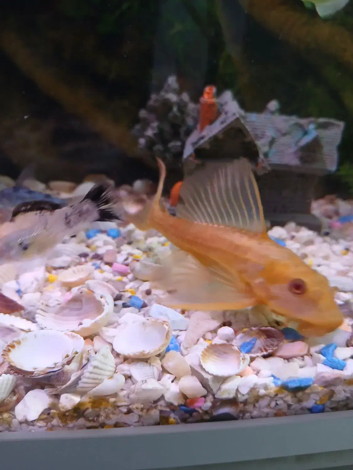 ماهی لجنخوارشکلاتی|ماهی|مشهد, عبادی|دیوار