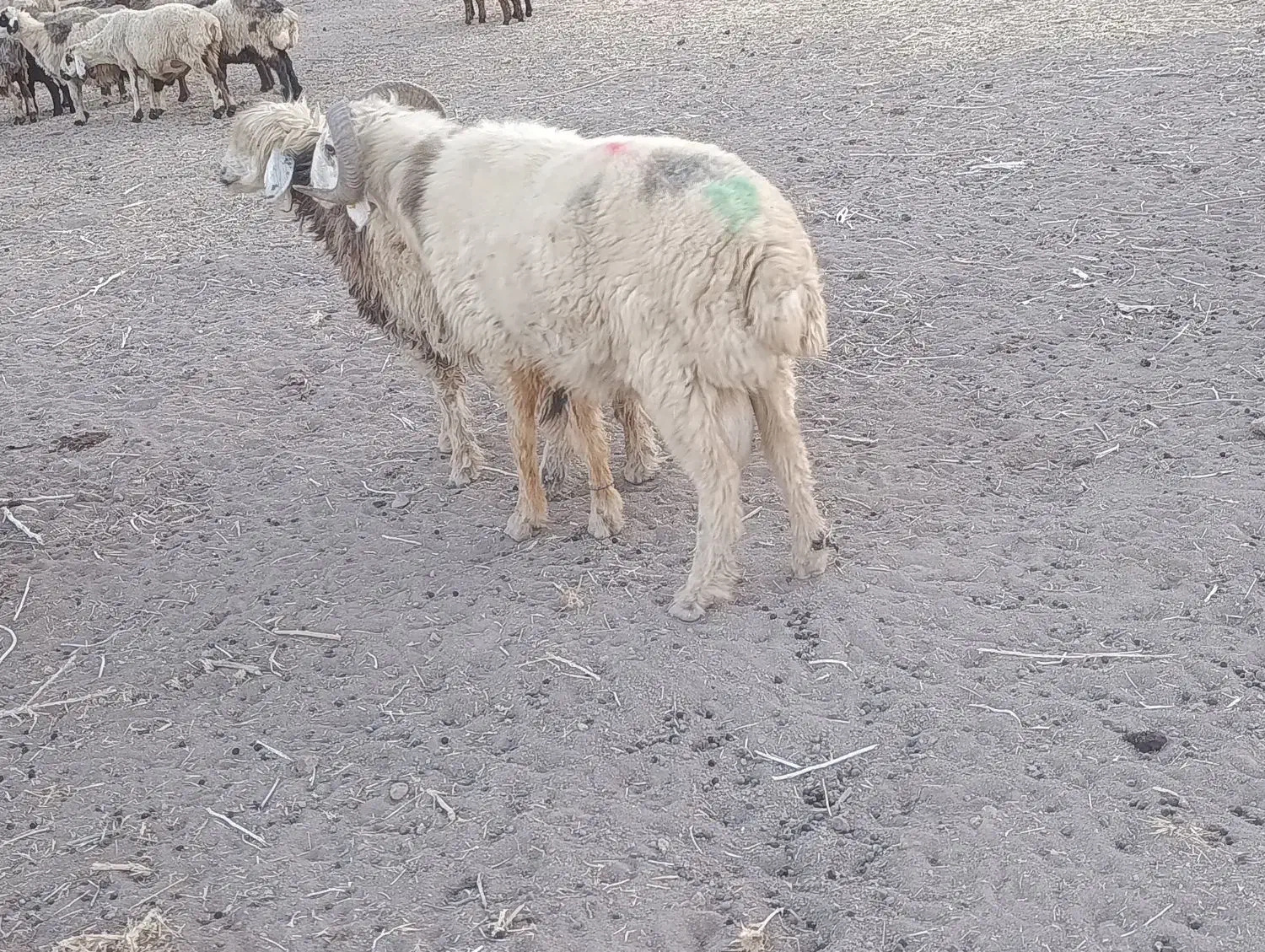 قوچ دو رون جوان|حیوانات مزرعه|سیدان, |دیوار