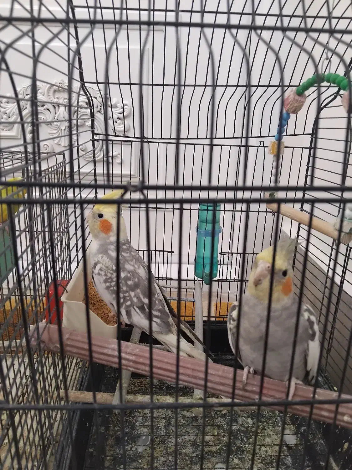 عروس هلندی نیم اهلی سخنگو|پرنده|مراغه, |دیوار