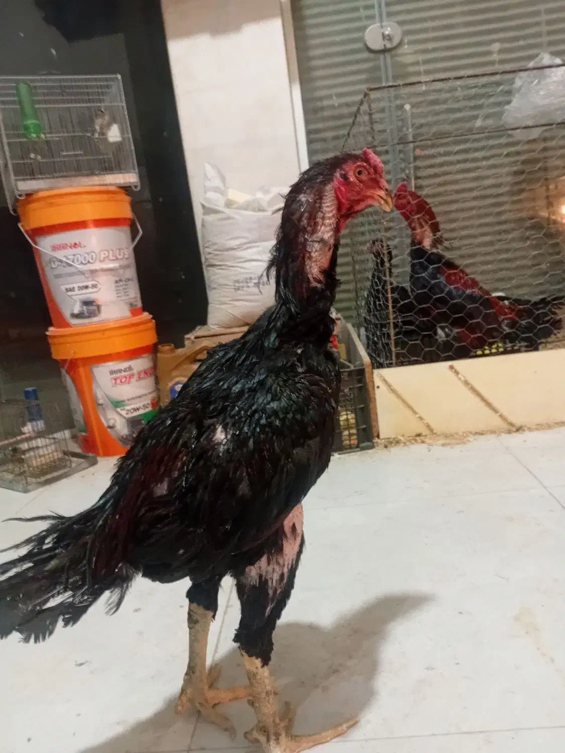 خروس لاری پر مرغی مشکی..در رباط کریم|حیوانات مزرعه|رباطکریم, شترخوار|دیوار