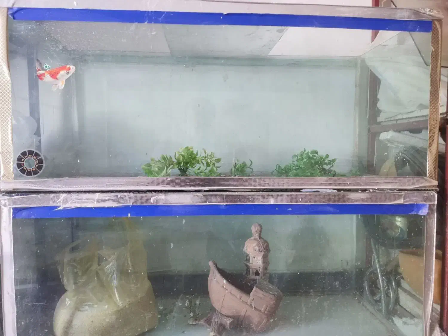 آکواریوم|ماهی|همدان, |دیوار