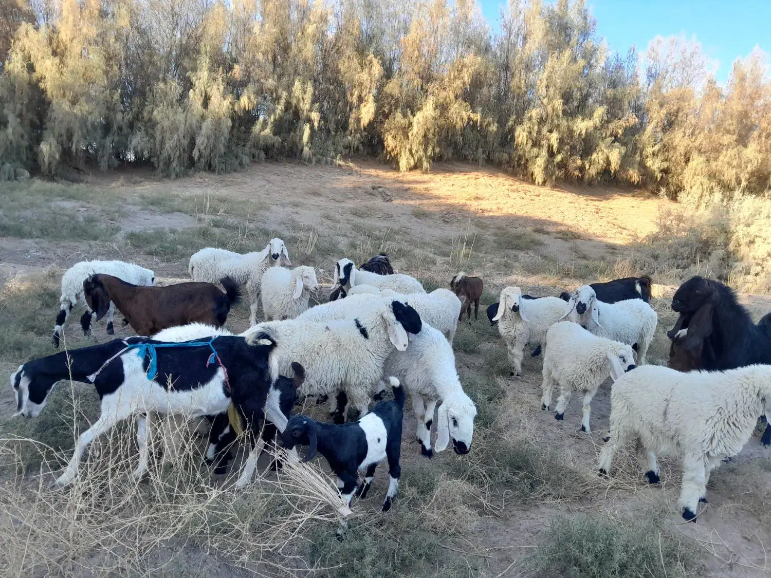 گوسفند وبره نر نسل دار|حیوانات مزرعه|میرجاوه, |دیوار