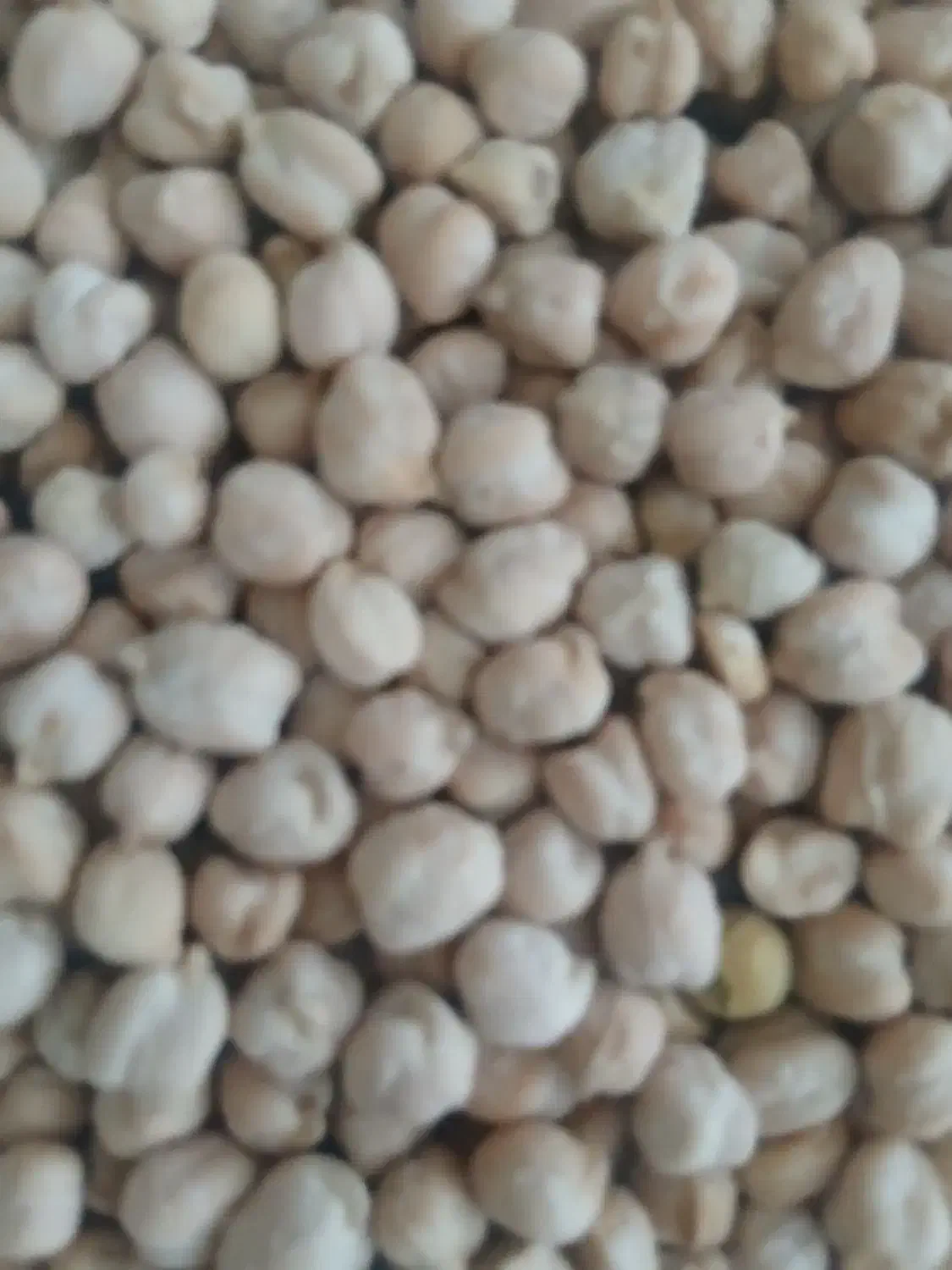 نخود|خوردنی و آشامیدنی|ملایر, |دیوار