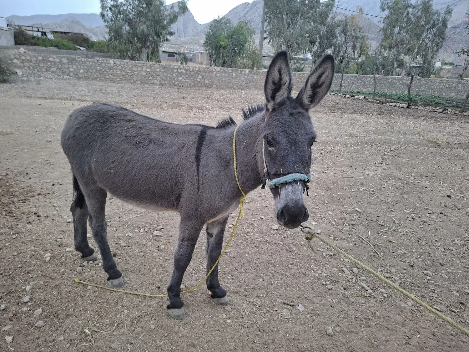 الاغ باری|حیوانات مزرعه|دوگنبدان, |دیوار