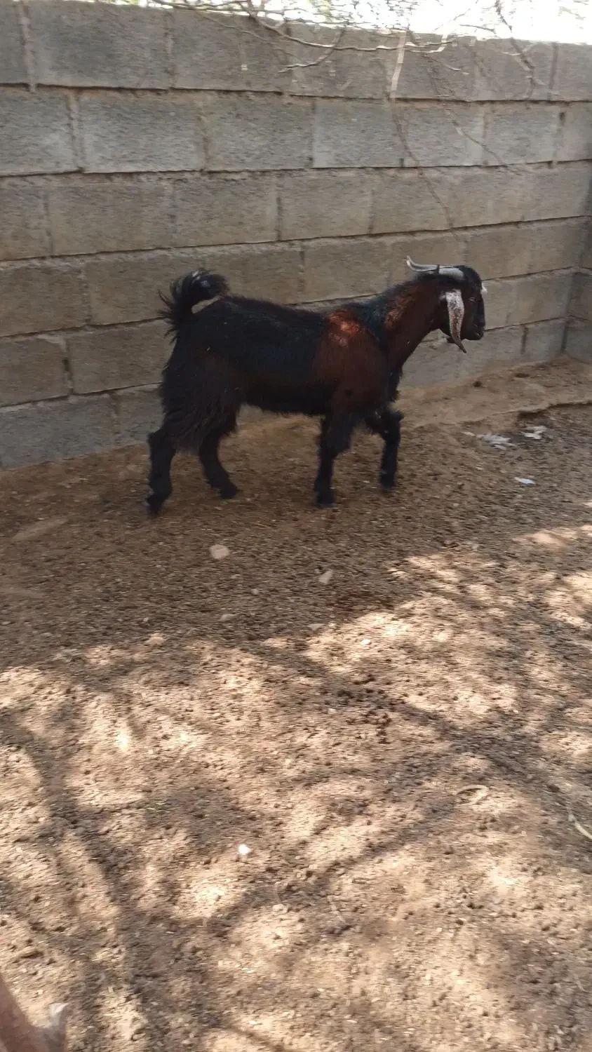 چپشت وبز|حیوانات مزرعه|میناب, |دیوار