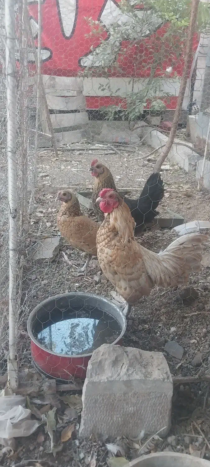 تخمه مرغ|حیوانات مزرعه|اصفهان, میرعماد|دیوار