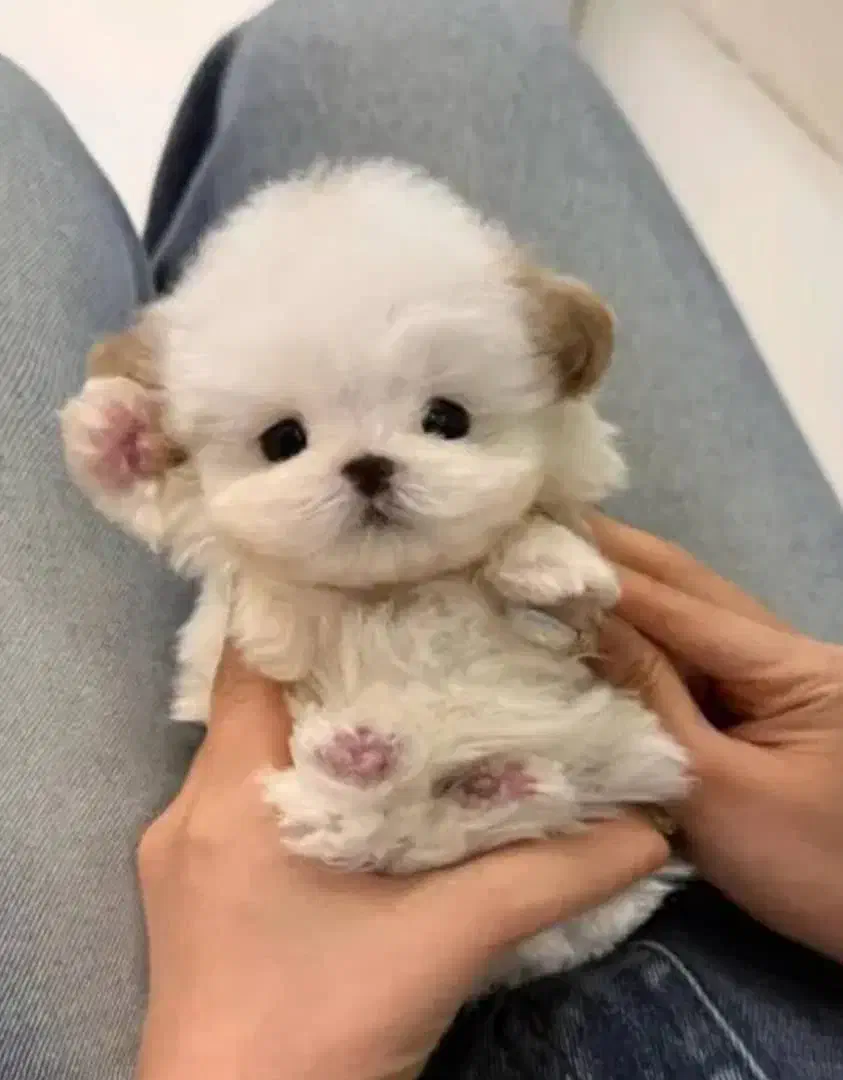 توله چشم دکمه ای فقط ۳۹۰۰|سگ|پرند, فاز ۵|دیوار