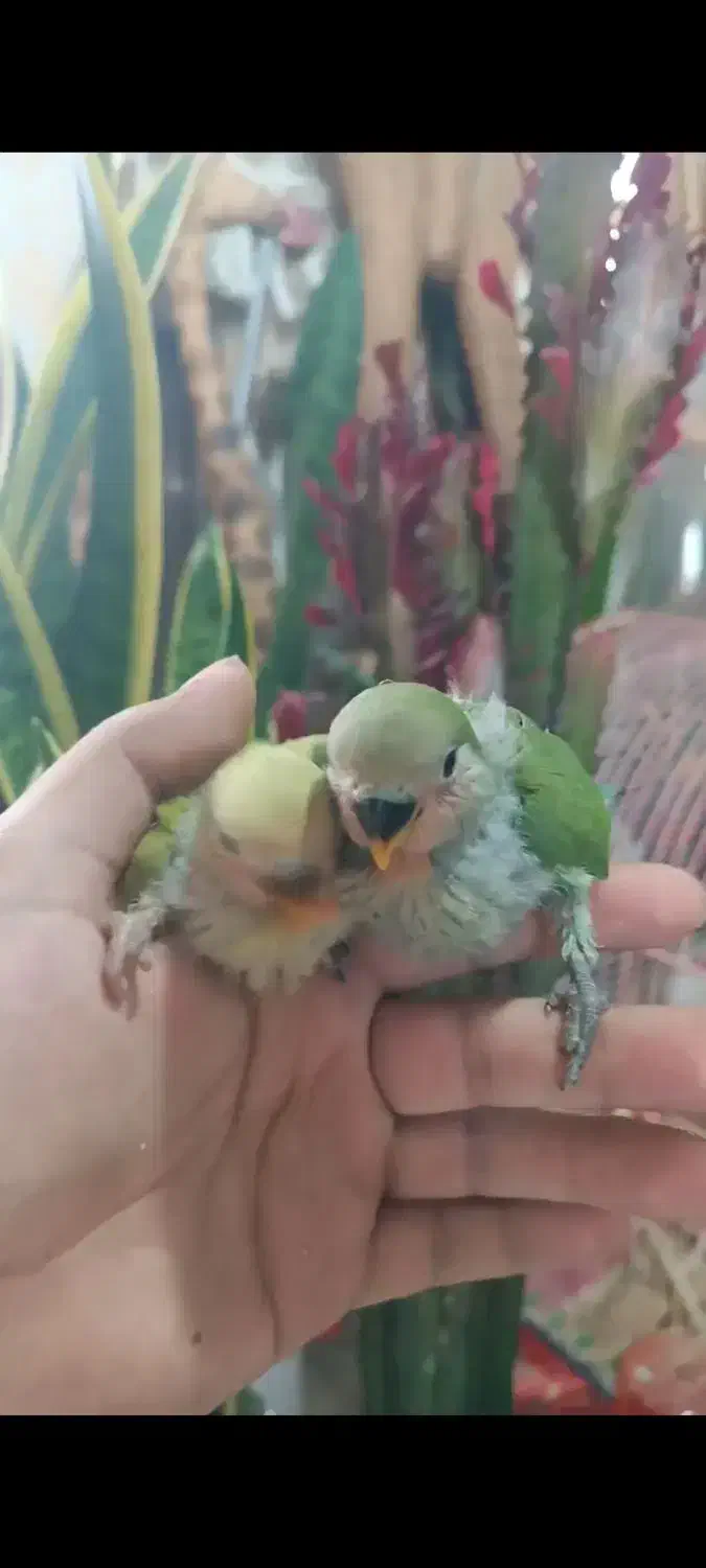 فروش جوجه طوطی برزیلی رنگ خاص|پرنده|اهواز, کوی رمضان|دیوار