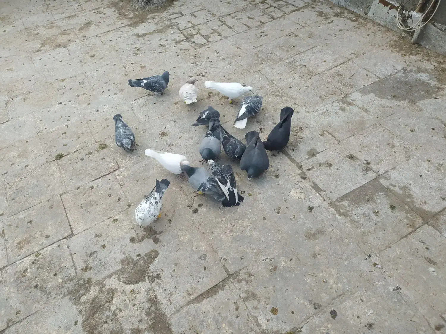 کبوتر|پرنده|سبزوار, قصبه شرقی|دیوار