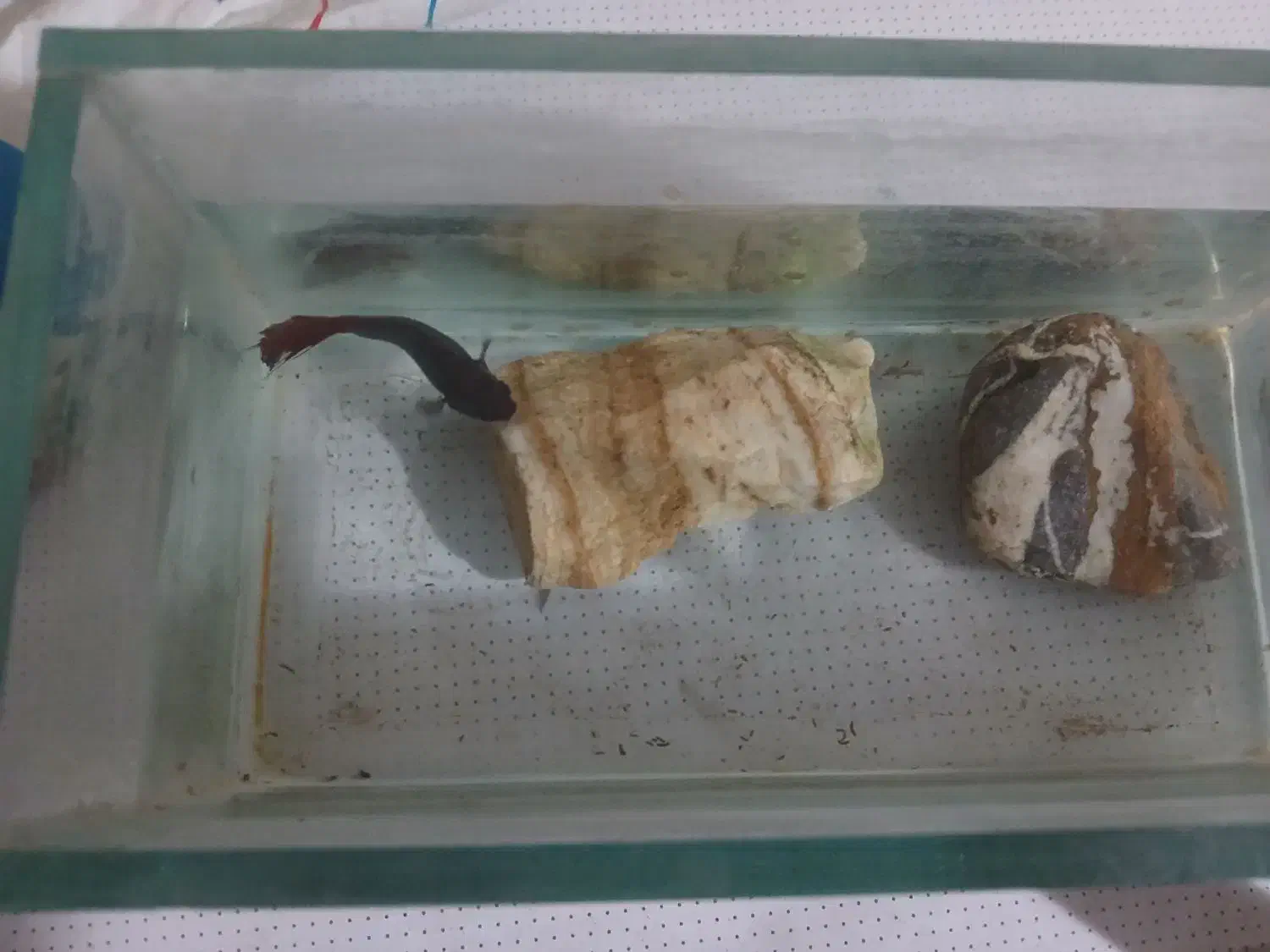 فایتر پلاکت|ماهی|تهران, هفت چنار|دیوار