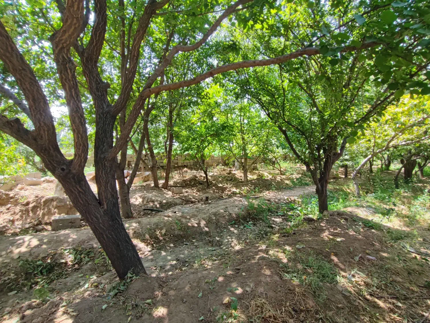 400 متر باغ مشجر / پیشک 1 / فنس کشی شده /چسب بافت|فروش زمین و ملک کلنگی|محمدشهر, محمدشهر|دیوار