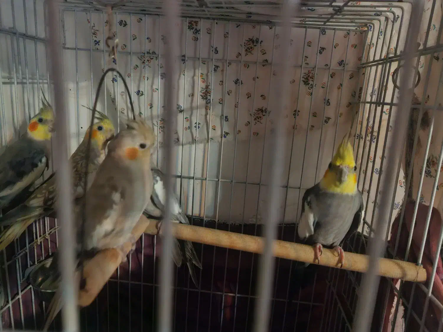 عروس هلندی|پرنده|لاهیجان, قیام|دیوار