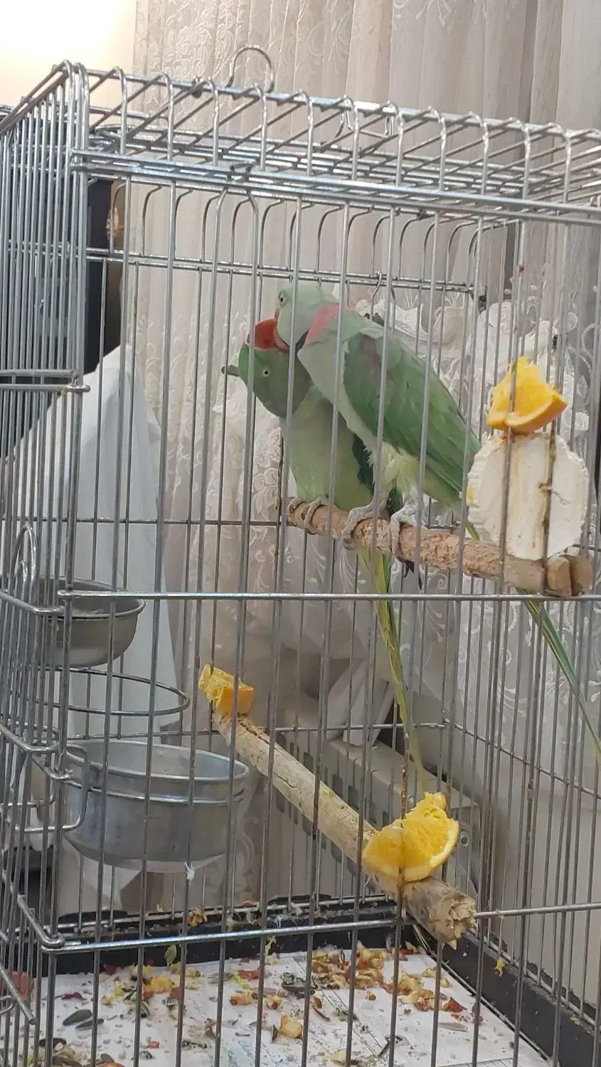 پرندگان|پرنده|تهران, مدائن|دیوار