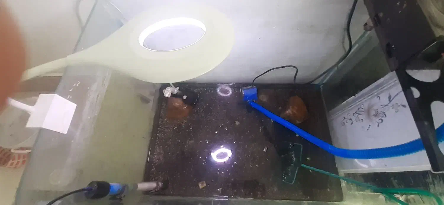 آکواریوم شیشه خم با تمام وسایل|ماهی|تبریز, |دیوار