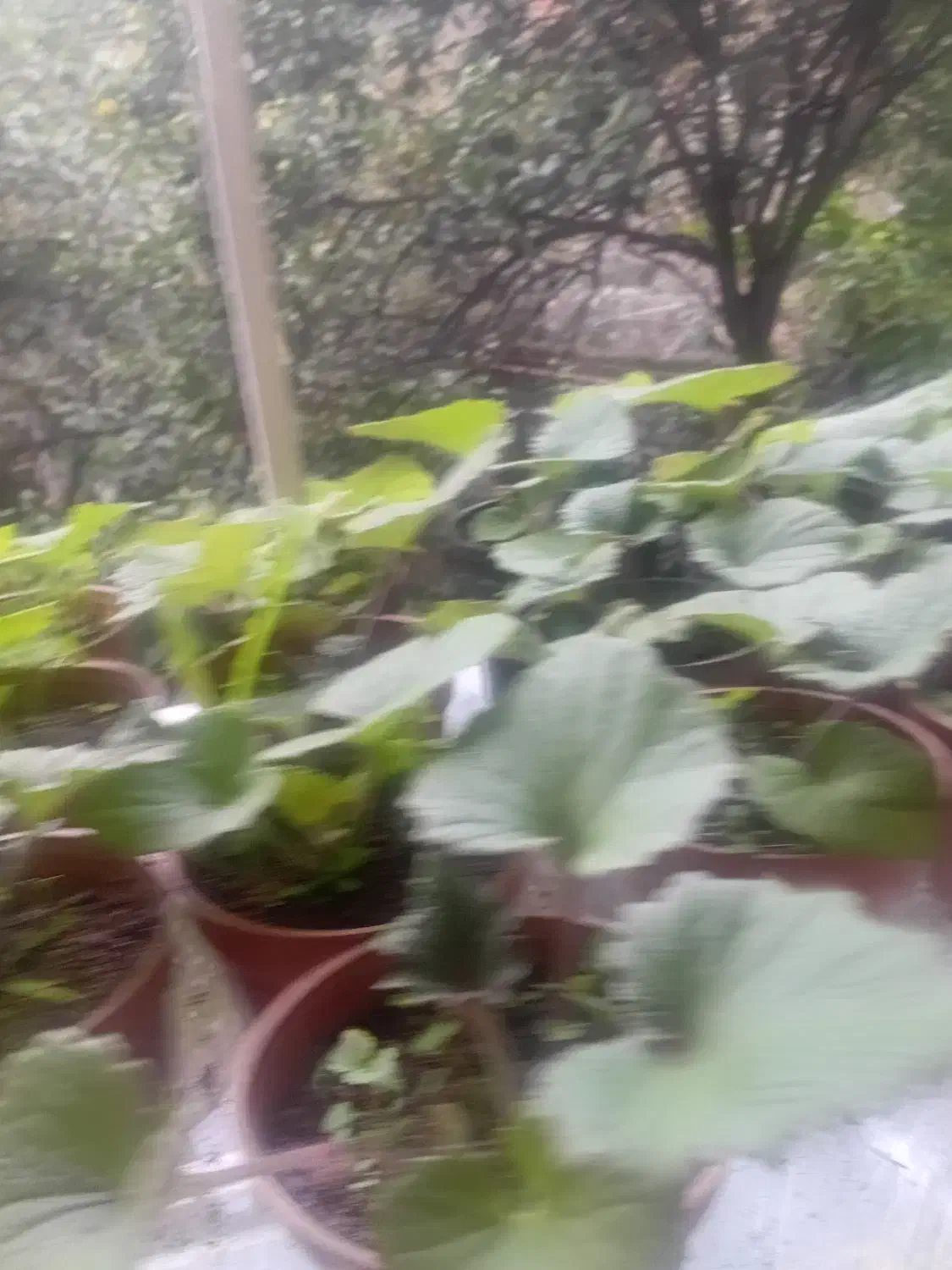 فروش گل سینره (بایرام گلی )|گل و گیاه طبیعی|چوبر, |دیوار