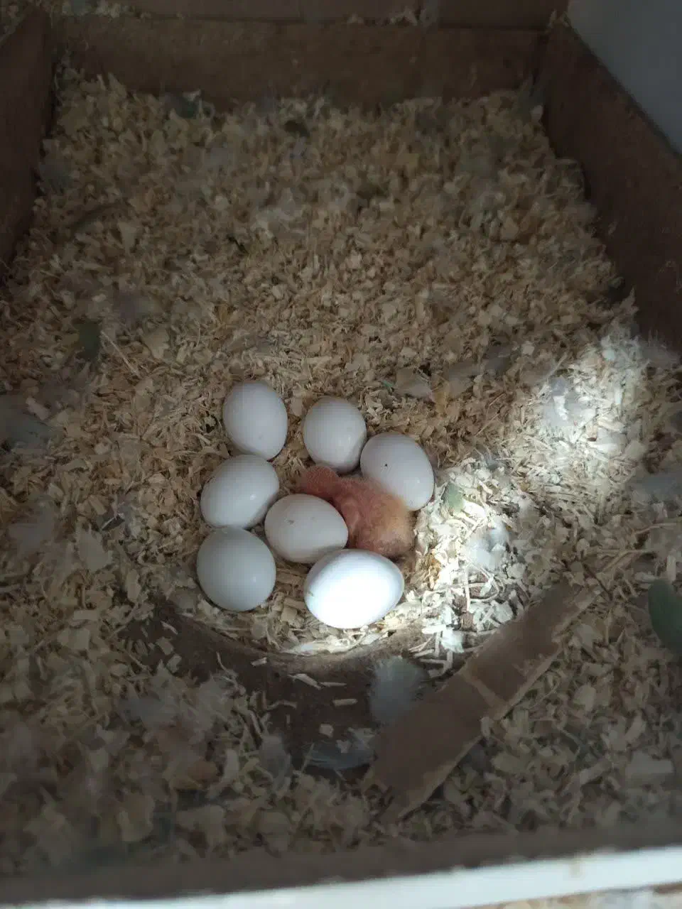 طوطی برزیلی شاه طوطی رام و سخنگو راهب گرینچیک|پرنده|شهریار, شهریار|دیوار