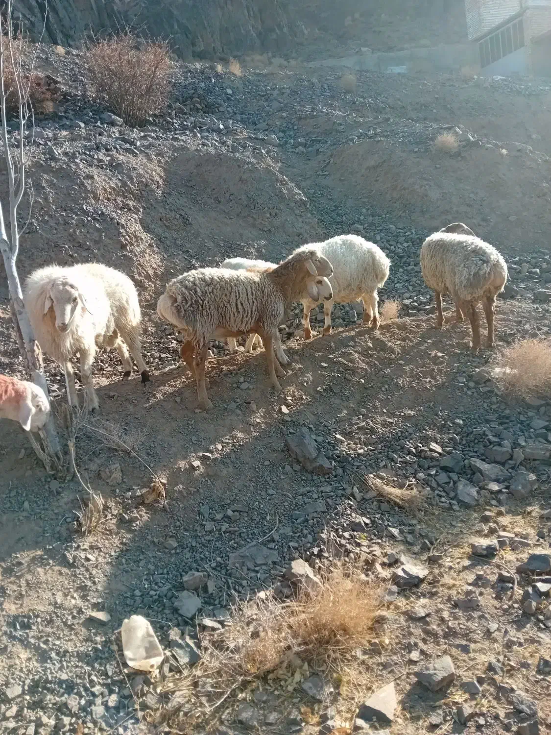 بره نر گوشتی|حیوانات مزرعه|بیرجند, |دیوار