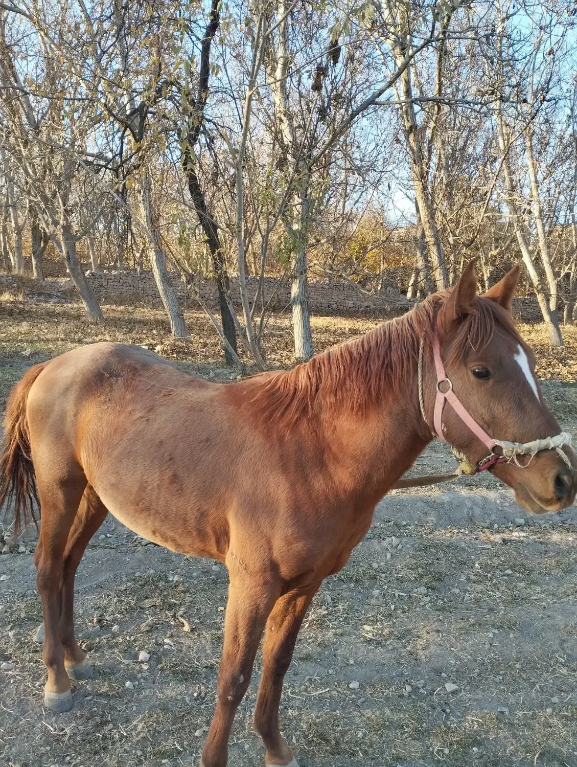 مادیون چهار شکم و نریون یک سوالو نیم|اسب و تجهیزات اسبسواری|سرولایت, |دیوار