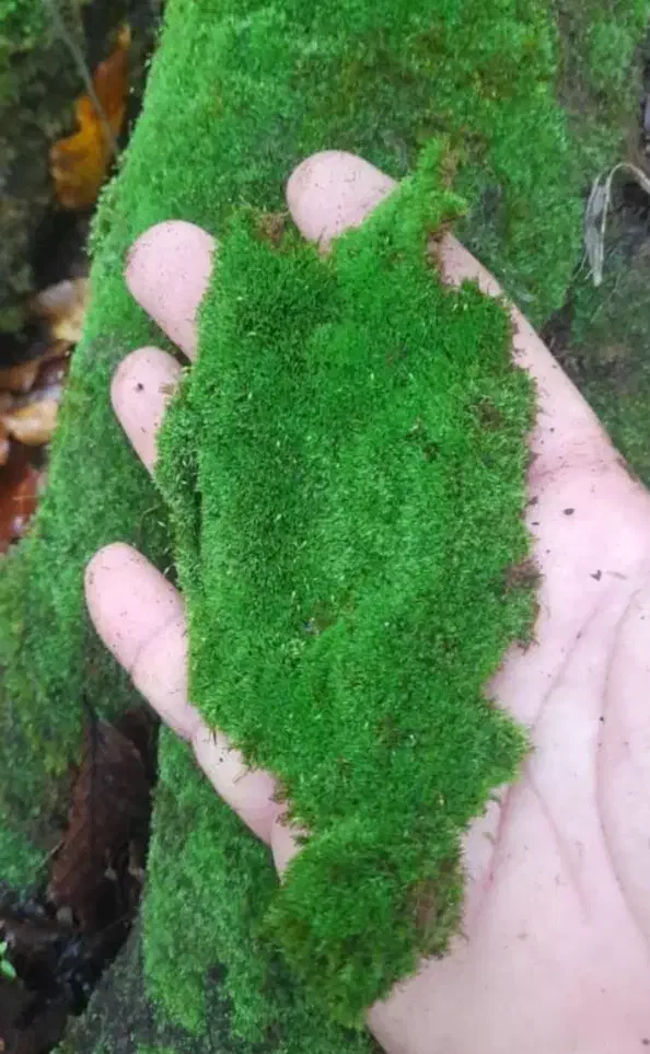 خزه|گل و گیاه طبیعی|قم, امامزاده ابراهیم|دیوار