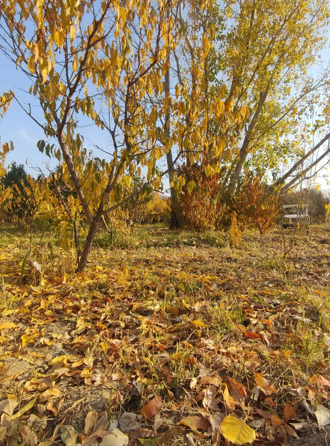 اطلس S|خودرو سواری و وانت|مشگین شهر, |دیوار