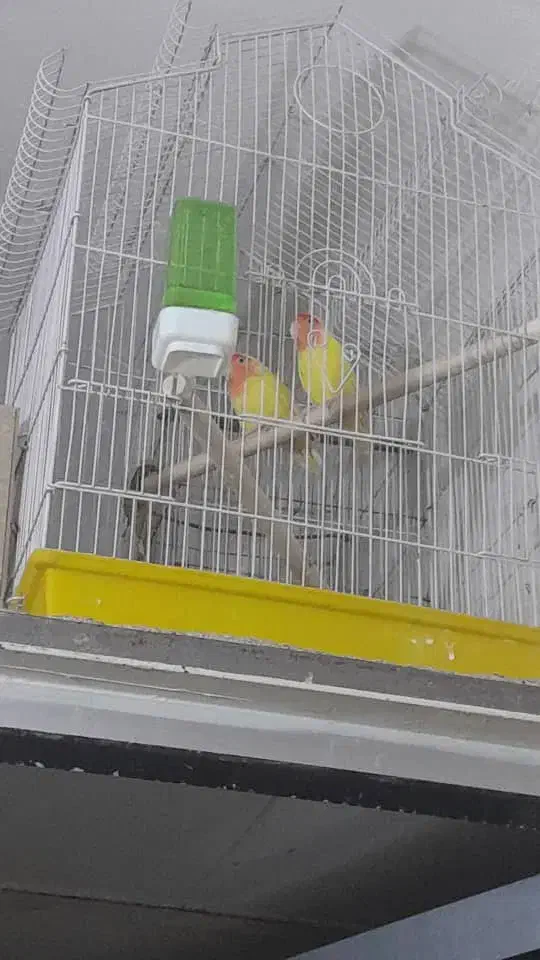 طوطی برزیلی|پرنده|یزد, |دیوار