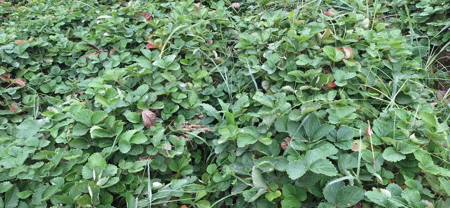 نهال سابرینا درجه ۱|عمدهفروشی|خان ببین, |دیوار