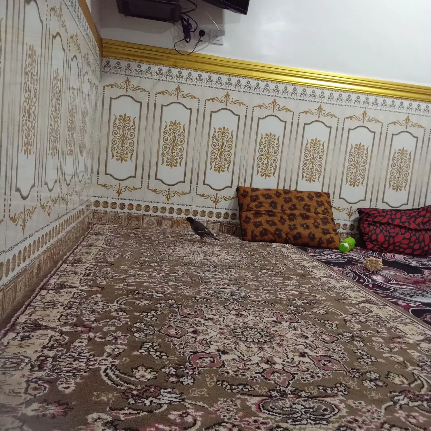 مینا۸ماه فقدسلام|پرنده|شادگان, |دیوار
