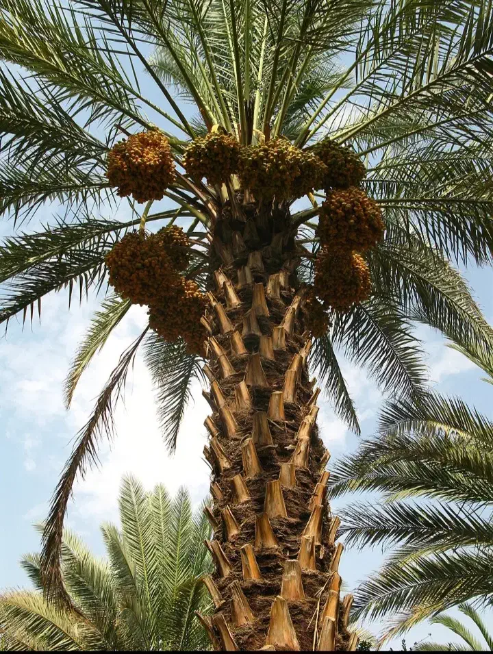 خرمای بوشهر خرما ،رطب، قصب|خوردنی و آشامیدنی|محمدشهر, شهرک پیام (مهرالبرز)|دیوار