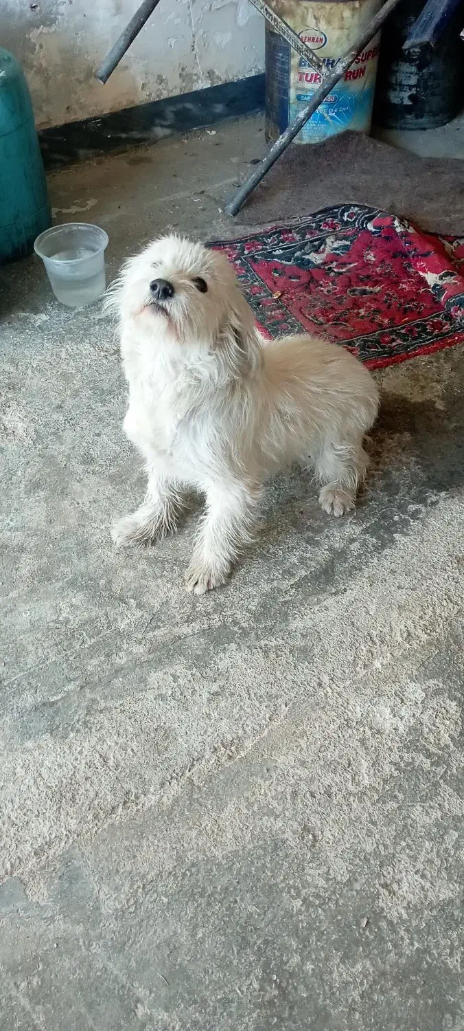 سگ شیتزو|سگ|ایوان, |دیوار