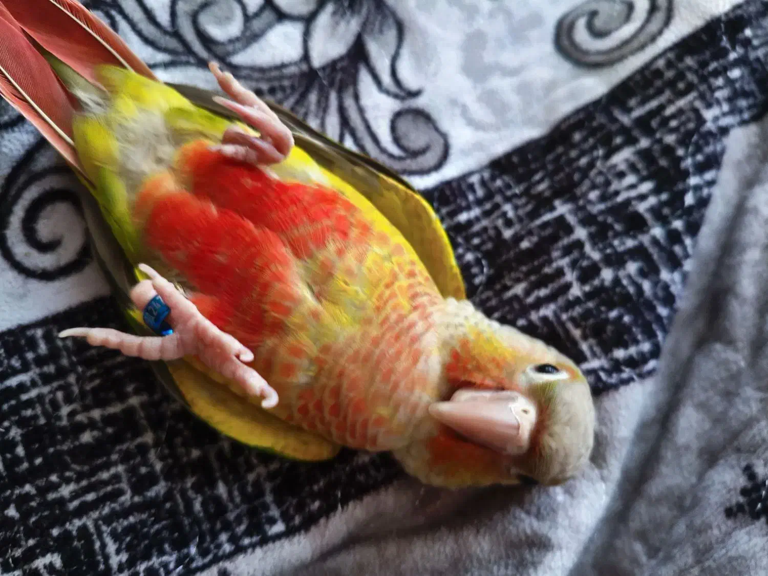 طوطی گیرینچیک|پرنده|تهران, حکیمیه|دیوار