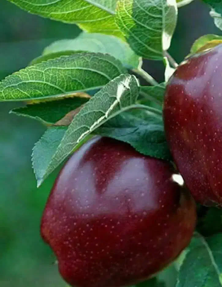 تولید و فروش نهال سیب میراکل|خدمات باغبانی و درختکاری|شاهینشهر, خبرنگار|دیوار