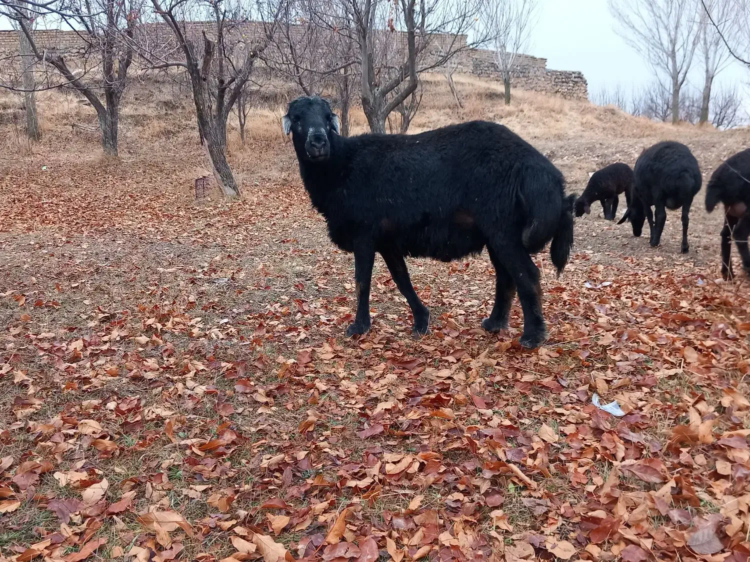 قوچ قره قزل چال|حیوانات مزرعه|ایجرود, |دیوار