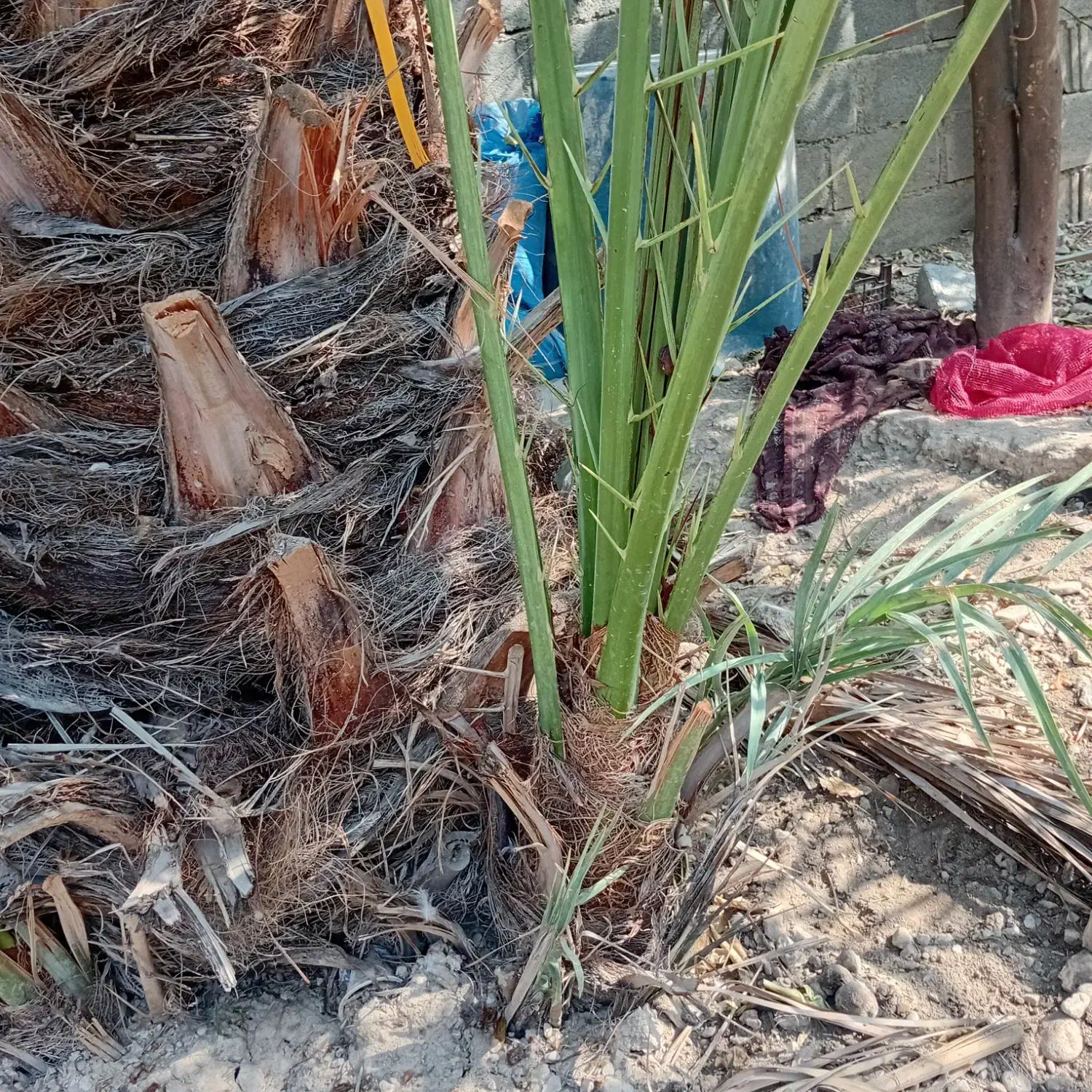 فروش پا جوش خاصویی|گل و گیاه طبیعی|جم, |دیوار