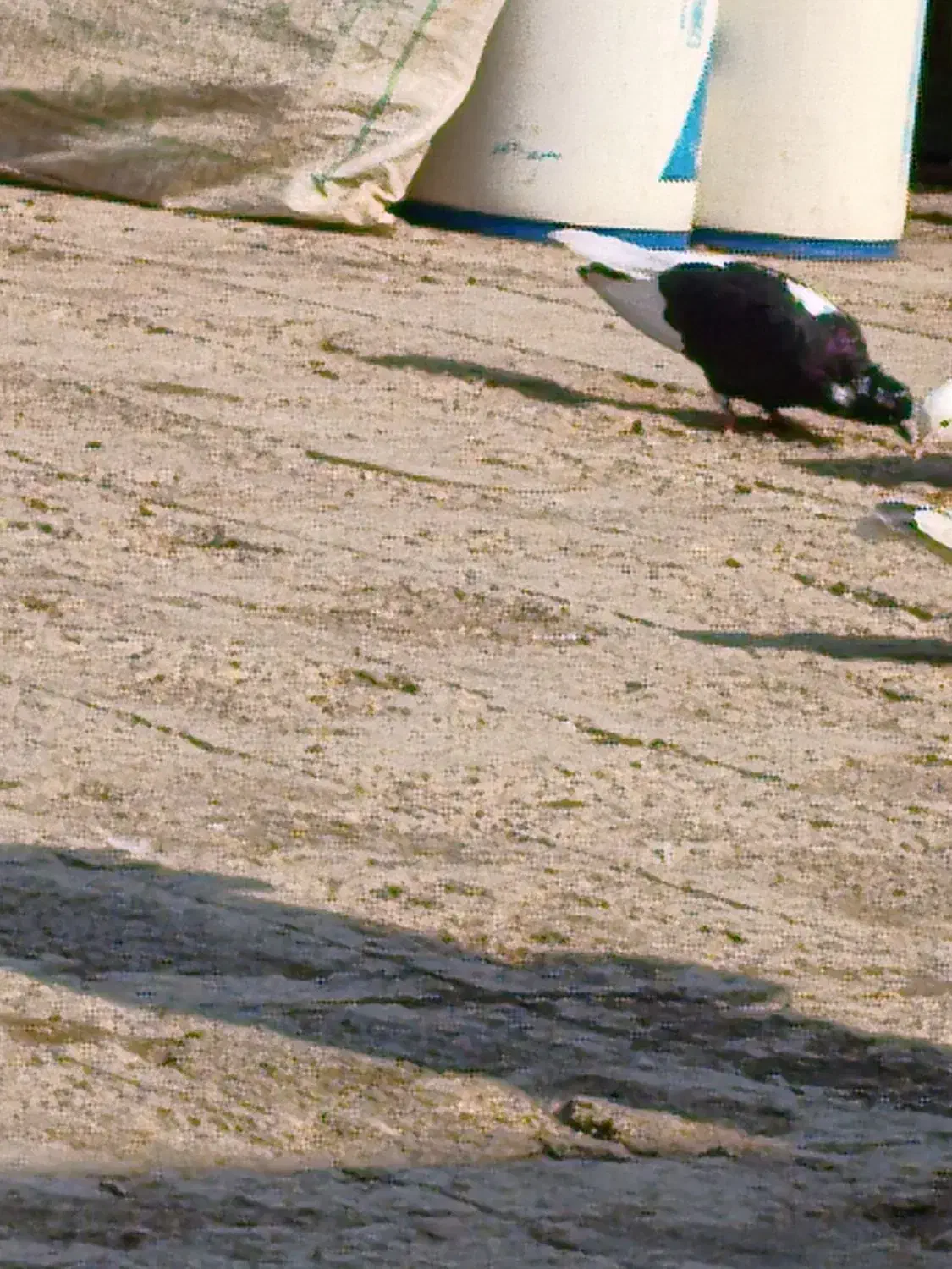 کبوتر دم سفید|پرنده|سوسنگرد, |دیوار