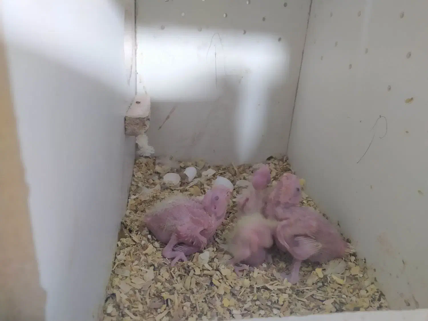 یک جفت عروس لوتینو همراه ۴جوجه|پرنده|مشهد, شهید آوینی|دیوار