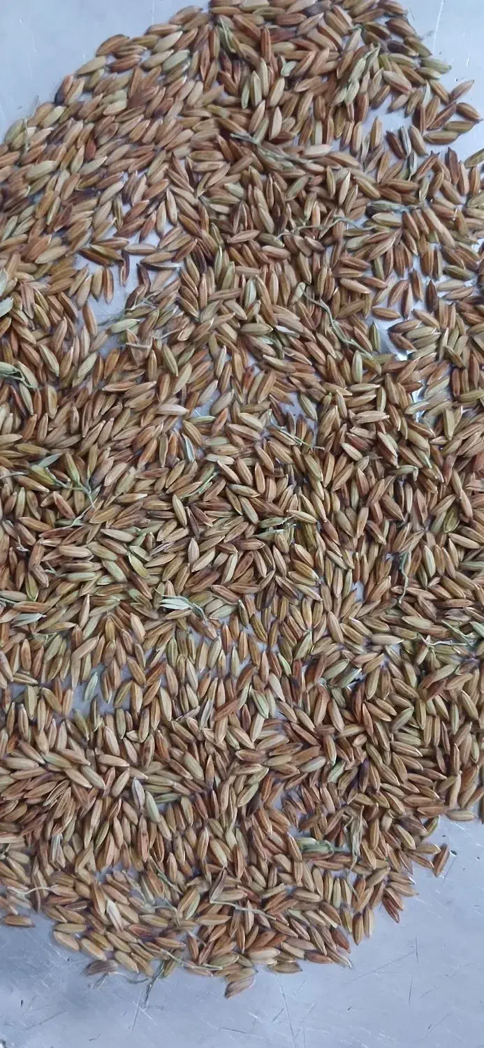 شلتوک عنبر بو با رائحه بسیار بالا|خوردنی و آشامیدنی|کارون, |دیوار