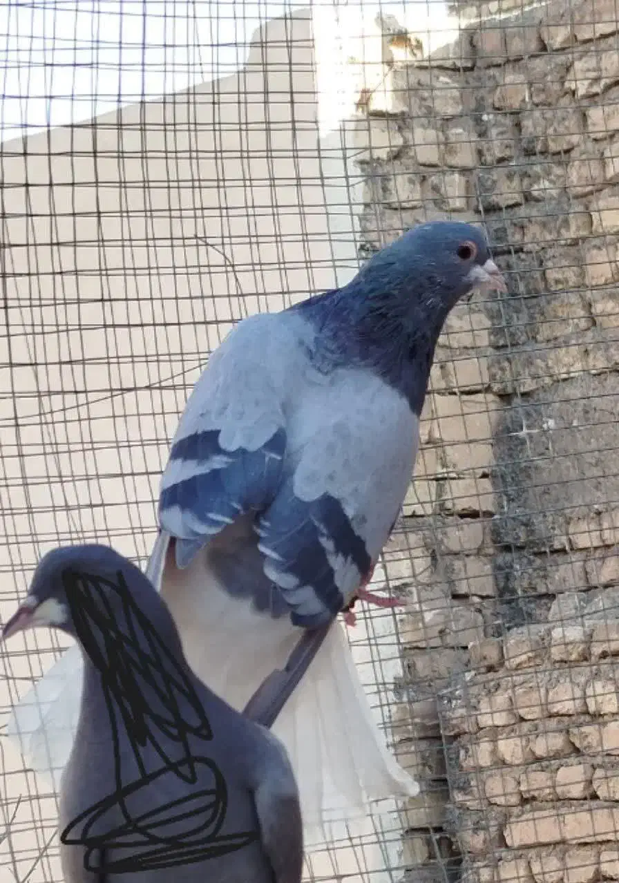 نروماده دمگیر خرقه یه سر روس|پرنده|برخوار, |دیوار