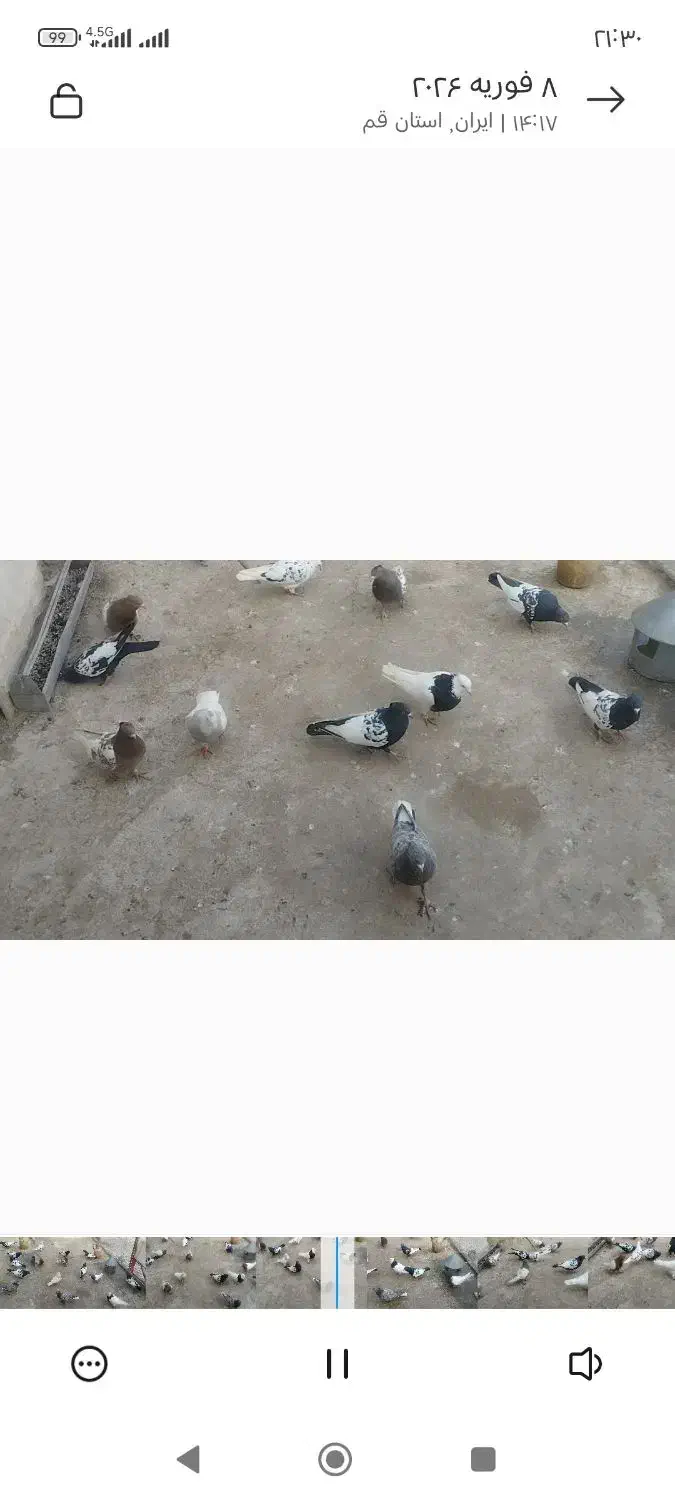 کبوتر سینه ای|پرنده|قم, شهر قائم|دیوار