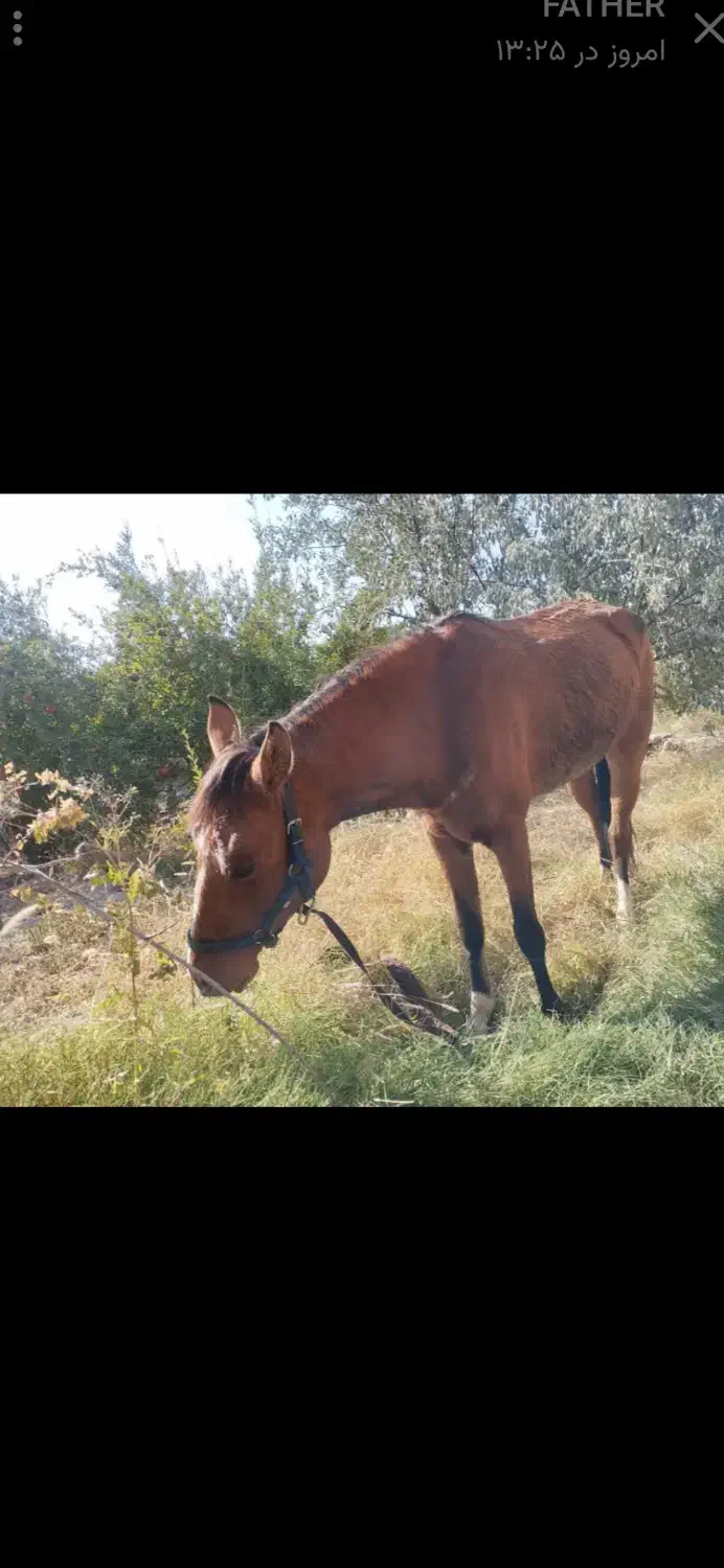 حیوان اسب با تجهیزات|اسب و تجهیزات اسب‌سواری|فردوس (خراسان), |دیوار